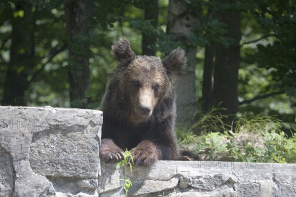 Brown bear (Ursus arctos arctos), Transfogaras High Road, Carpathians, Romania, Europe