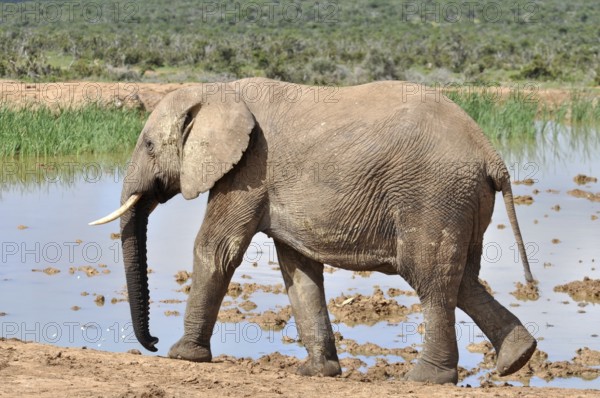 An African Elephant in the Addo Elephant Park, South Africa, Africa