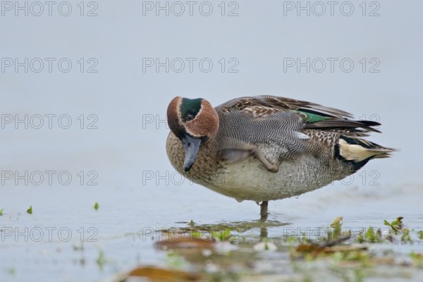Scratching teal. Scratching Teal