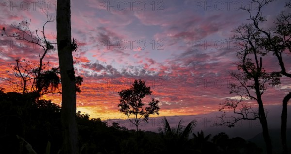 Colorful sunset sky in Serra da Mantiqueira with tree silhouettes in foreground, Itatiaia, Brazil, South America