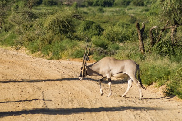 Antelope seen in profile in the savannah of Samburu Park in central Kenya