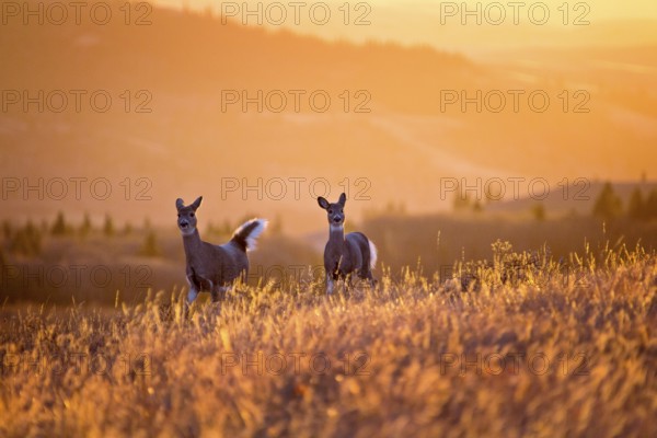 Cypress Hills Sunset Elkwater Alberta Horeshoe Canyon