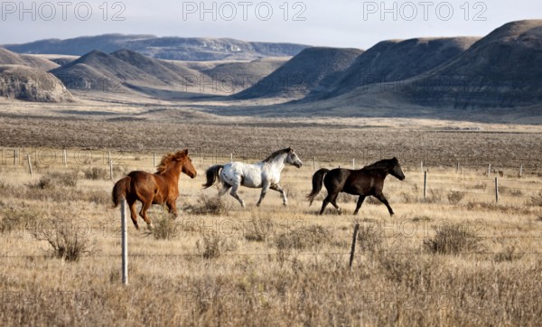 Badlands Canada Saskatchewan Big Muddy horses in pasture