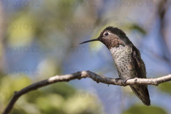 Anna's Hummingbird, Color Image, Day, Northern California USA