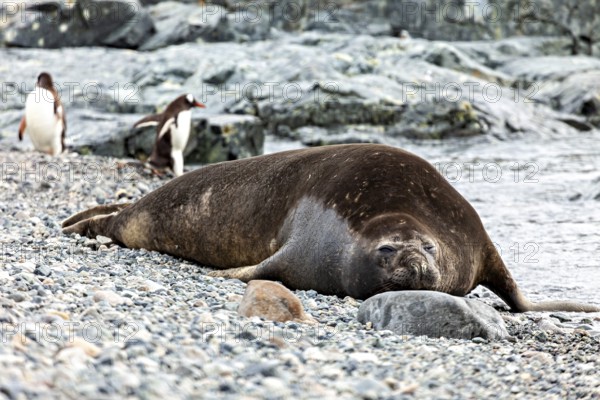 A seal lies relaxed on a pebble beach while penguins can be seen in the background, seal on the beach in the Antarctic