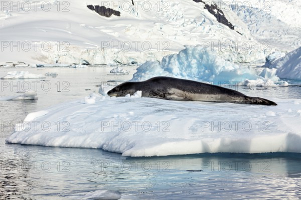 Seal resting on a snow-covered island in the icy landscape, leopard seal (Hydrurga leptonyx) on an ice floe in the Antarctic