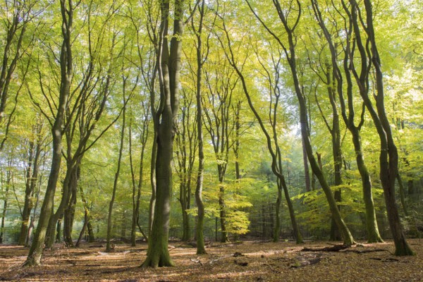 Landscape forest with leaf trees and many foliage