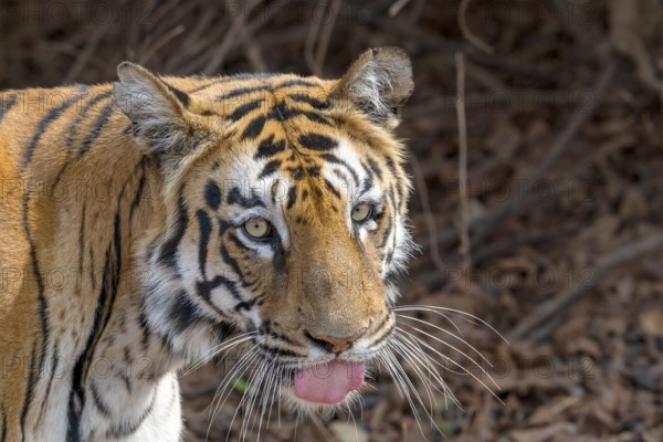 Tiger (Panthera tigris), Bengal tiger or Indian tiger, big cat (Pantherinae), carnivore (Carnivora), critically endangered, animal portrait, eye contact, tongue, Tadoba National Park, tiger reserve, Maharashtra, Chandrapur, India, Asia