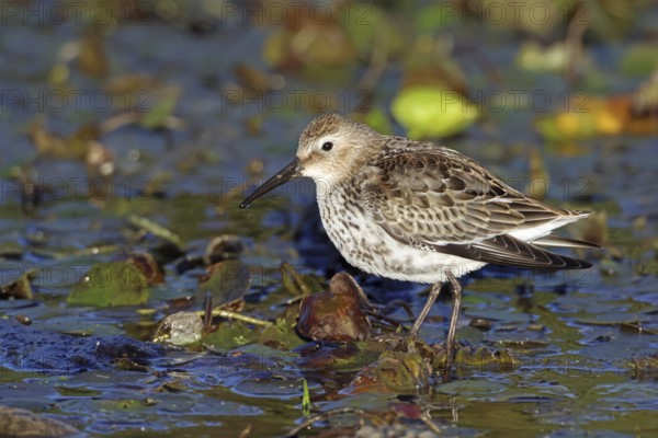 Dunlin