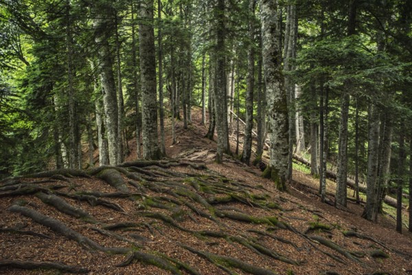 Twisted exposed gnarled roots of trees growing on a slope of a hill in mountain forest