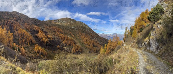 Hiking trail and autumnal larch forests, Vallon d'Arbi, La Tzoumaz, Riddes, Valais, Switzerland, Europe