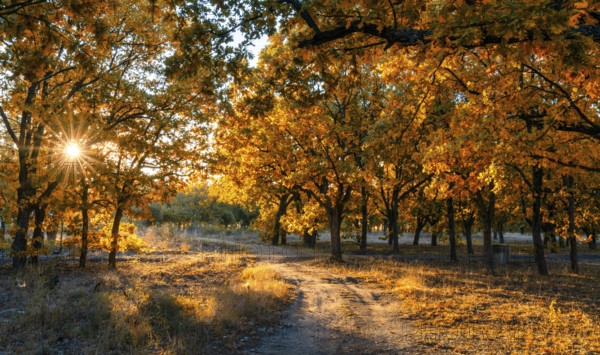 A dirt road leading threough oak forest in fall foliage colors with a sunburst through the trees