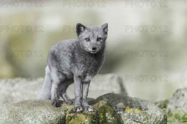 Arctic fox (Vulpes lagopus)