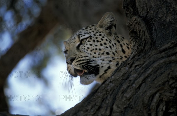 Leopard (Panthera pardus)