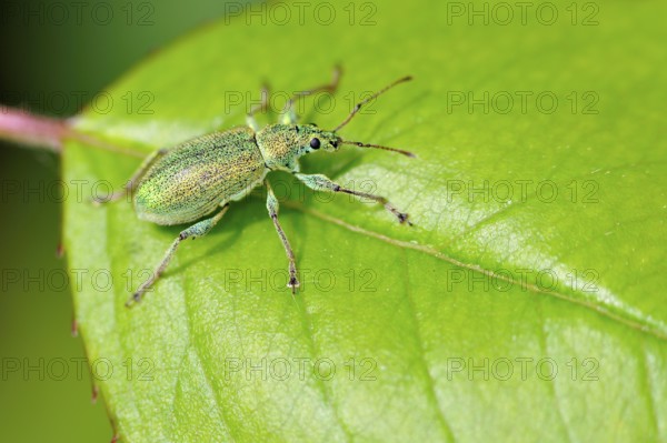 Green weevil (Phyllobius pomaceus)