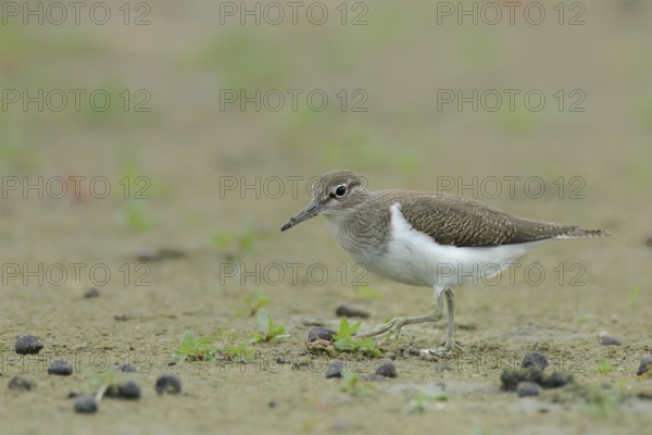 Common sandpiper (Actitis hypoleucos)