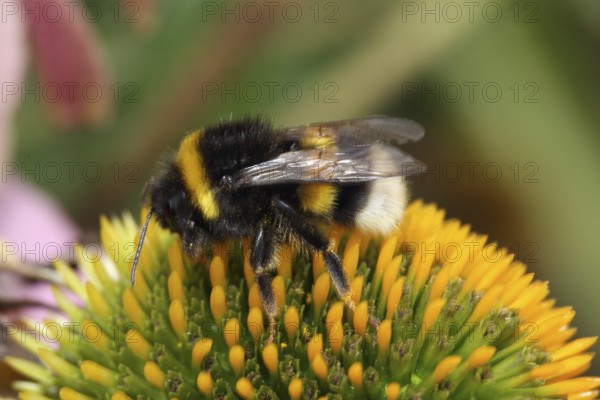 Garden bumblebee (Bombus hortorum)