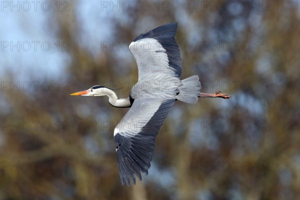 Grey heron, heron, (Ardea cinerea), animals, birds, heron, aerial photograph, Luisenpark, Mannheim, Baden-Württemberg, Germany, Europe