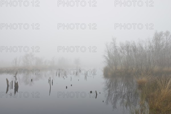 Moor in the fog