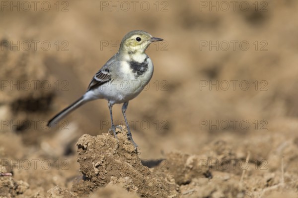 White wagtail, (Motacilla alba), BTiere, birds, family of wagtails and pipits, Steglarp, Vellinge, Skåne, Sweden, Europe