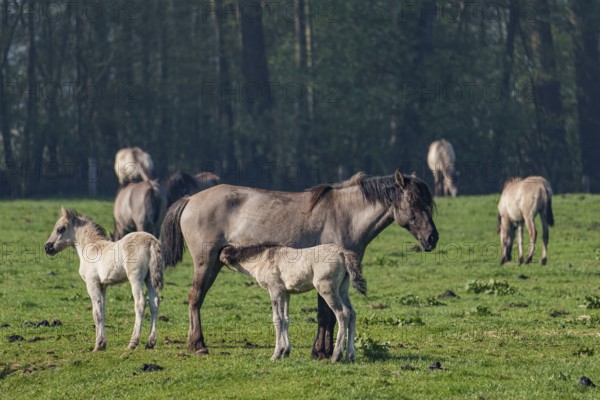 Two foals with an adult horse on a green meadow near a forest, dülmen, westphalia, münsterland, germany