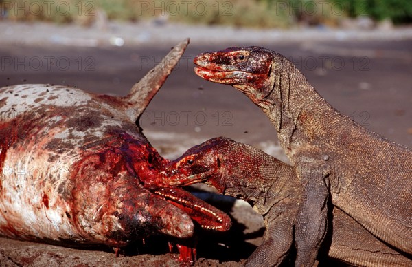 Komodo dragons eat dead dolphin, Varanus komodoensis, Rinca, Komodo National Park, Indonesia, Asia