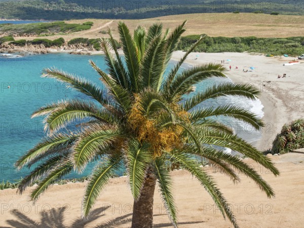 Beach landscape with a large palm tree in the foreground, turquoise sea and rolling hills in the background, Corsica, Mediterranean Sea, France, Europe