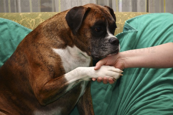 Handshaking with a dog