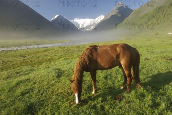 Horse among green grass in nature. Brown horse. Grazing horses in the village