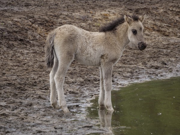 Foal stands on the muddy bank of a small body of water and looks curiously, merfeld, münsterland, germany