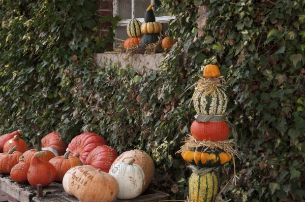 Pumpkins stacked in front of an overgrown wall, autumnal atmosphere, weseke, münsterland, germany