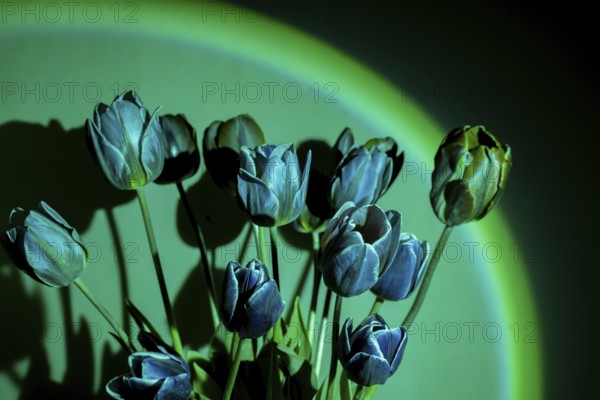 Pink colored tulip flower in neon light on green gradient background in the night light. Luminescence psychedelic art Creative dark holiday concept. Copy space greeting card Floral bouquet of fresh flowers. Aesthetic sunset lamp