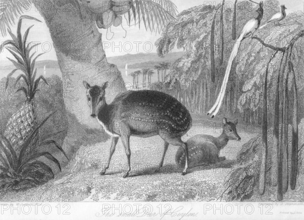 Small Deer of Ceylon, Sri Lanka, Asia