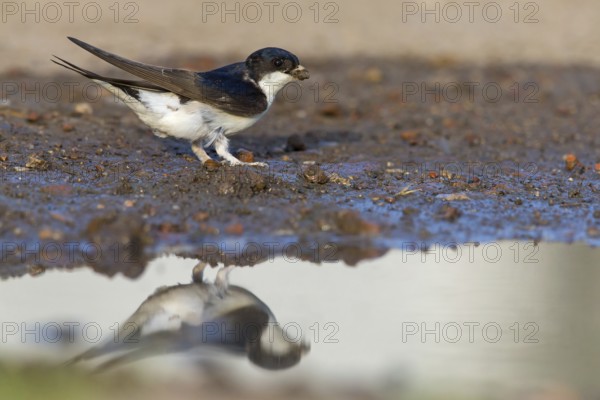 House martin, (Delichon urbica), animals, birds, swallows, seeks nesting material, mud, clay, grasses, twigs, Muselievo, Muselievo, Pleven, Bulgaria, Europe