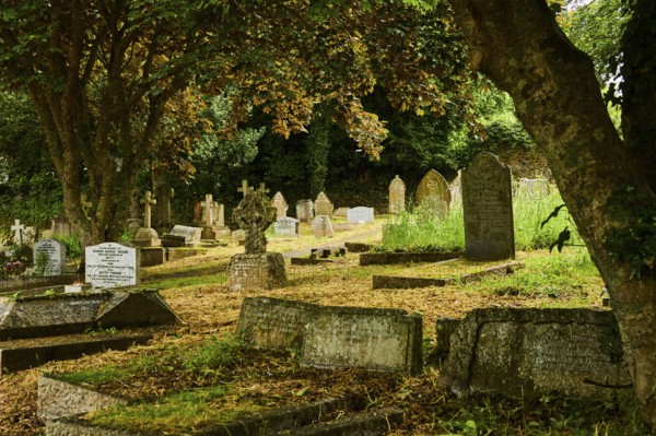 Cemetery with old gravestones under shady trees. St Wynwallow Churchyard, The Lizard, Cornwall, England, United Kingdom, Europe