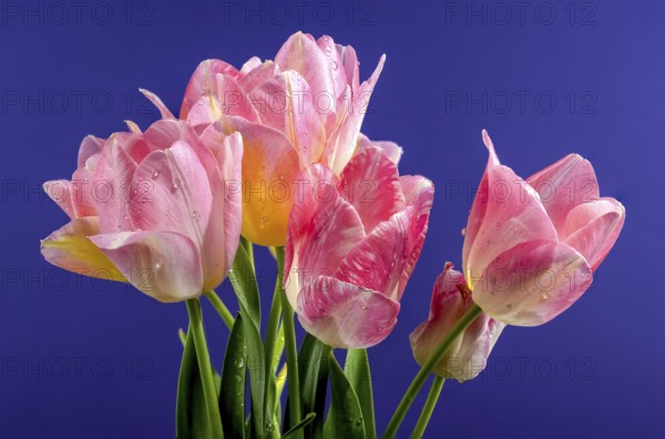 Beautiful blooming pink tulips flowers on a blue background. Flower head close-up, Odessa, Ukraine, Europe