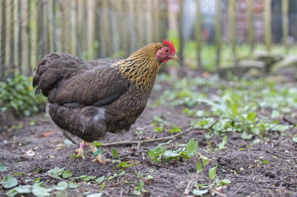 Dwarf Wyandotte