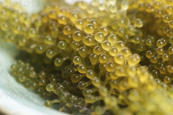 Caulerpa lentillifera seaweed is a species of bryopsidale green algae