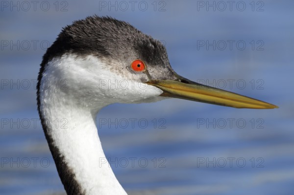 Racing grebe, Aechmophorus occidentalis, portrait, Arizona, USA, North America