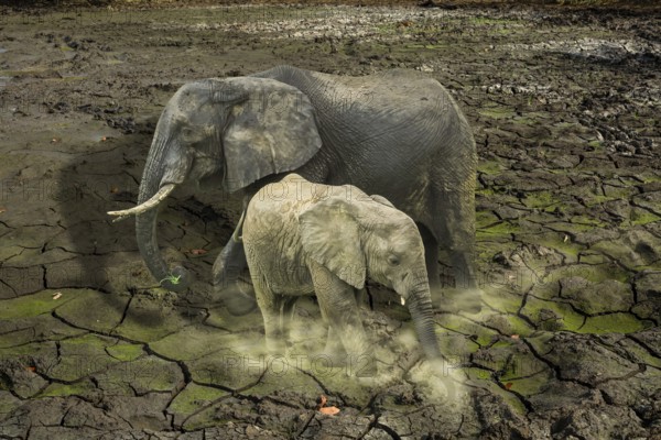 The last surviving elephants on cracked earth background. concept of endangered, love, survival, global warming, loneliness and pollution concept