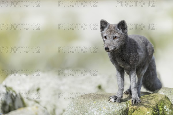 Arctic fox (Vulpes lagopus)