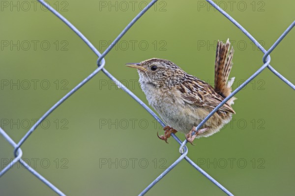 Sedge Wren, Cistothorus stellaris, Patagonia, Argentina, South America