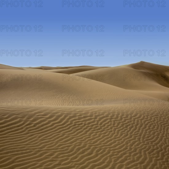 Desert dunes sand in Maspalomas Oasis Gran Canaria at Canary islands