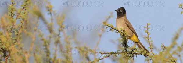 Yellow-breasted Bulbul, Songbird, True Bulbul, (Pycnonotus xanthopygos), Vallombrosa Bulbul, Perching, Mudday, Salalah, Dhofar, Oman, Asia