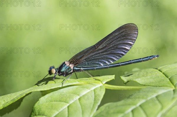 Magnificent dragonfly, Calopterygidae, female