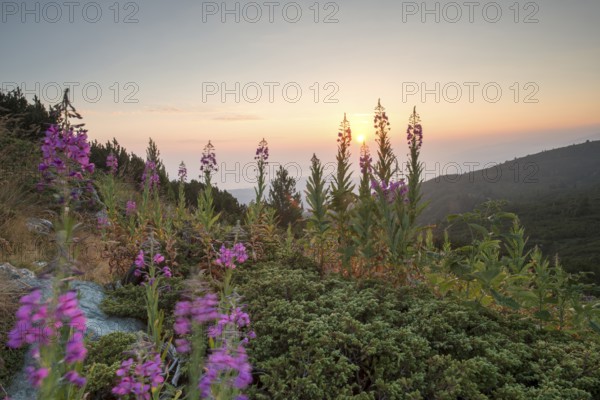 Sunrise in the mountain. Bulgaria, Rila mountain