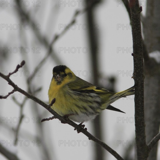 Siskin (Carduelis spinus)