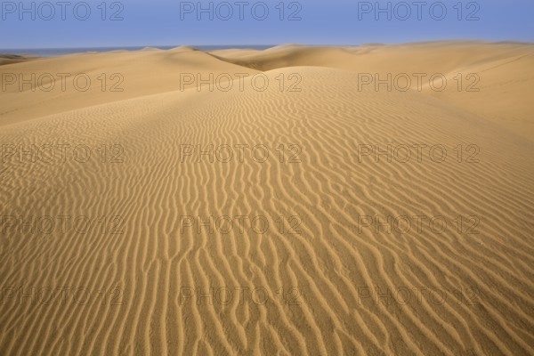 Desert dunes sand in Maspalomas Oasis Gran Canaria at Canary islands