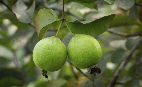 Two ripe guavas hang side-by-side, their vibrant green skin promising a sweet and tangy taste, amidst a backdrop of lush foliage