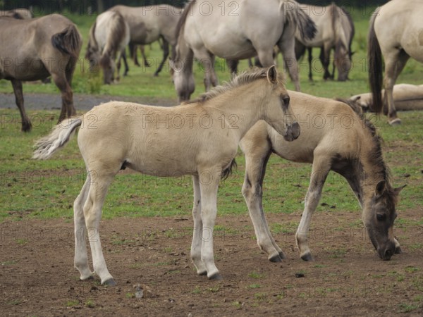 Two foals standing next to each other and looking at a green meadow, merfeld, North Rhine-Westphalia, Germany, Europe